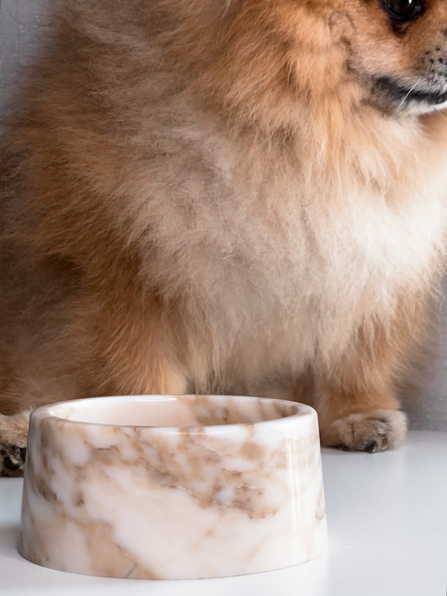 Lyxig hundskål i vit marmor med gyllene detaljer – liten storlek, tidlös design för den sofistikerade hemstilen.