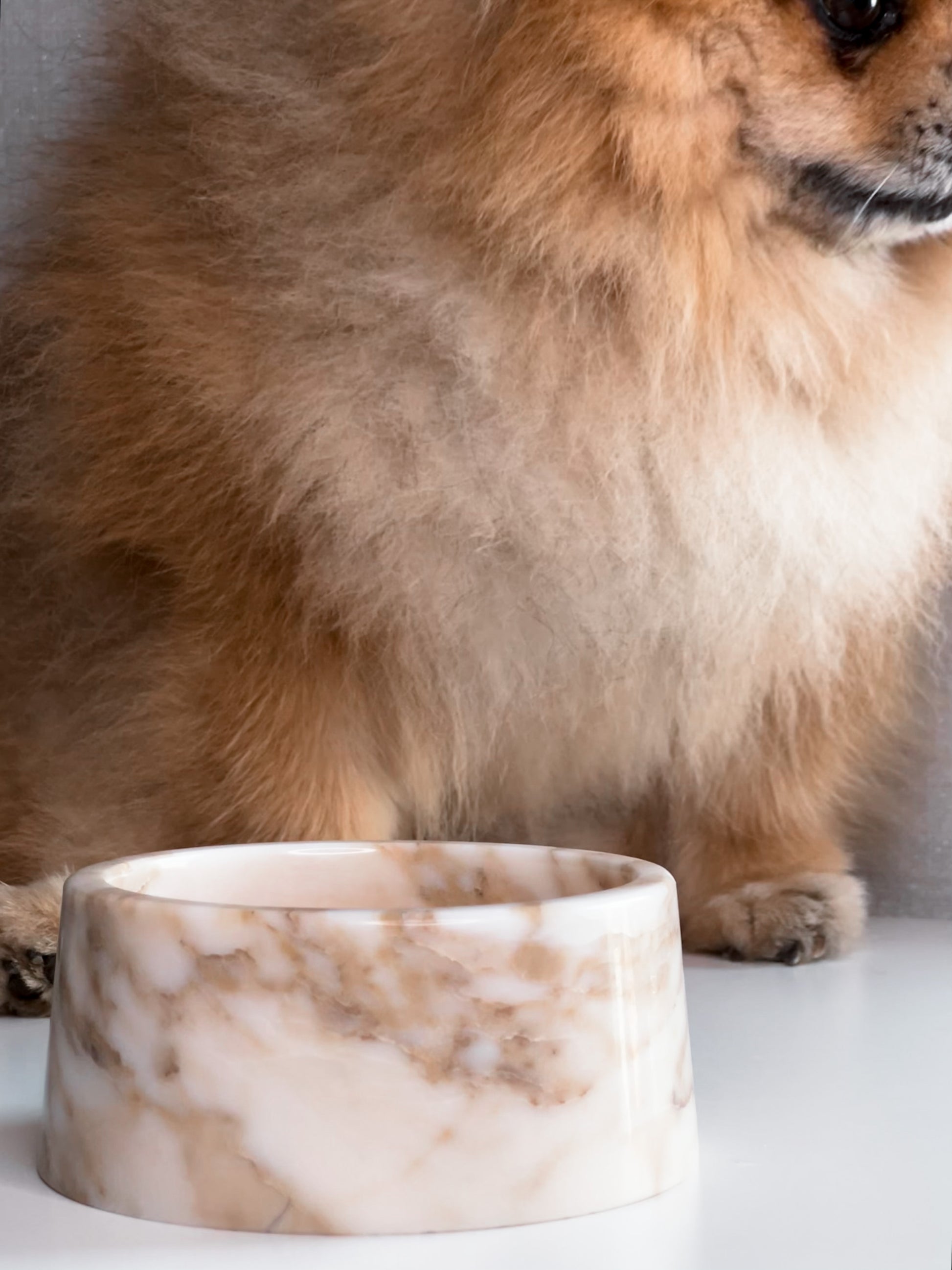 Lyxig hundskål i vit marmor med gyllene detaljer – liten storlek, tidlös design för den sofistikerade hemstilen.